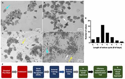 The Stage of the Estrus Cycle Is Critical for Interpretation of Female Mouse Social Interaction Behavior